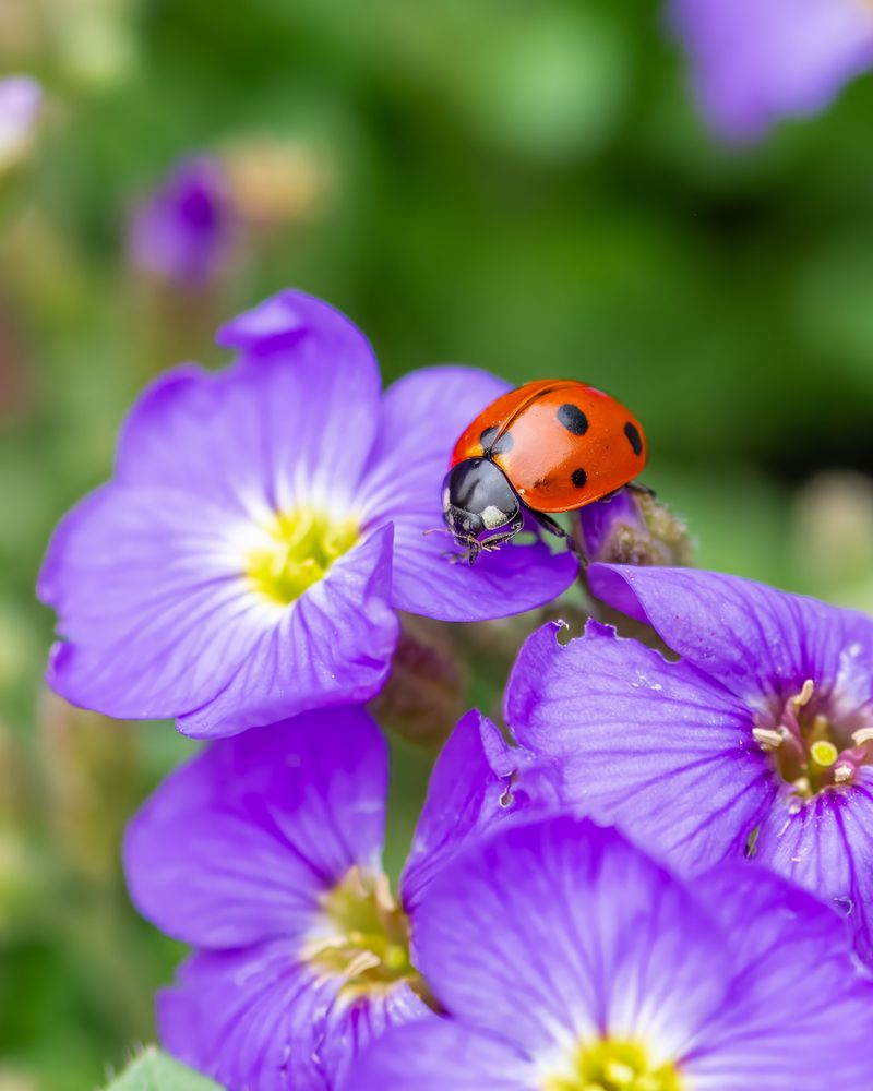 Invite Ladybugs To Patrol Your Garden Invite Ladybugs To Patrol Your Garden