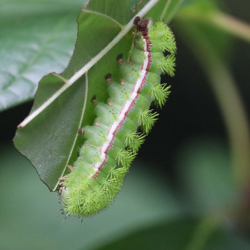 Io Moth Caterpillars