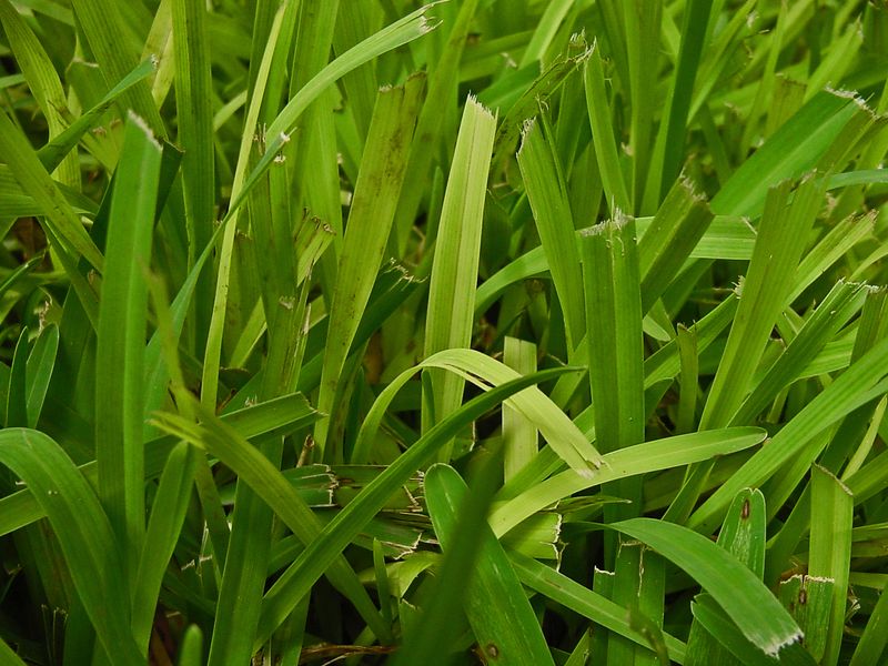 Iron Shortage Yellows Blades With Green Veins Iron Shortage Yellows Blades With Green Veins