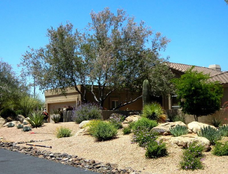 Ironwood fits some Sonoran Desert landscapes