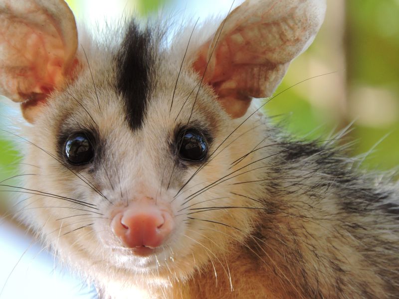 Is The Opossum Really The Bad Guy