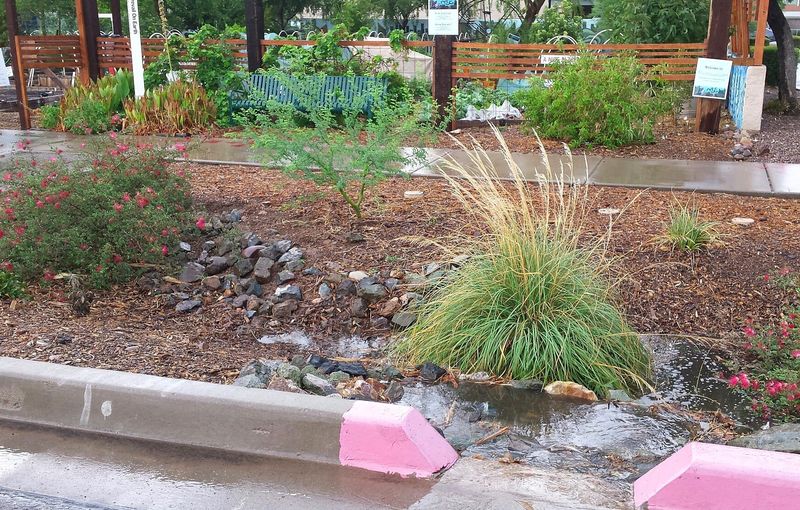 Is big sacaton a fit for your yard? Is big sacaton a fit for your yard?