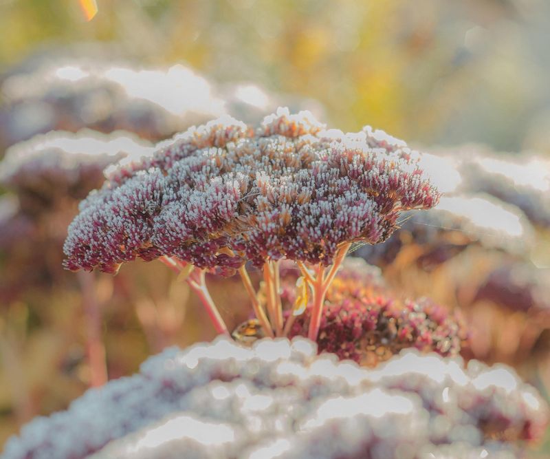 It Adds Interest All Winter