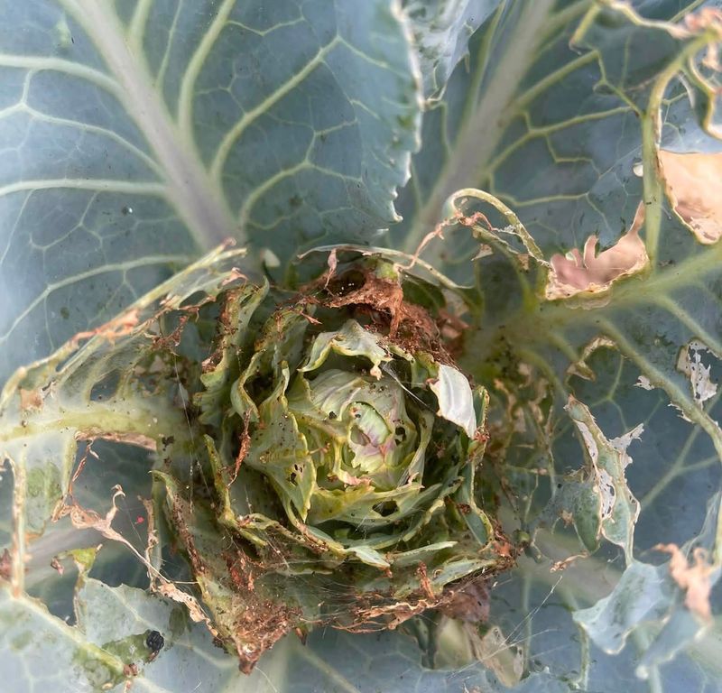 It Attracts The Same Pests As Kitchen Kale