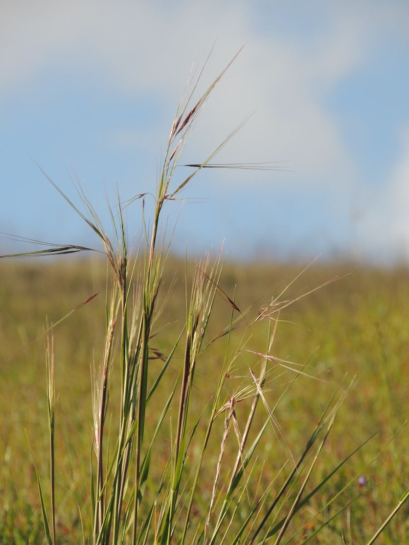 It Became The Official State Grass In 2004