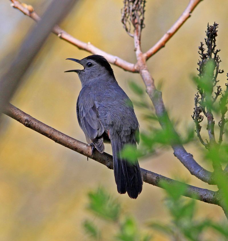 It Belongs To The Mockingbird Family It Belongs To The Mockingbird Family
