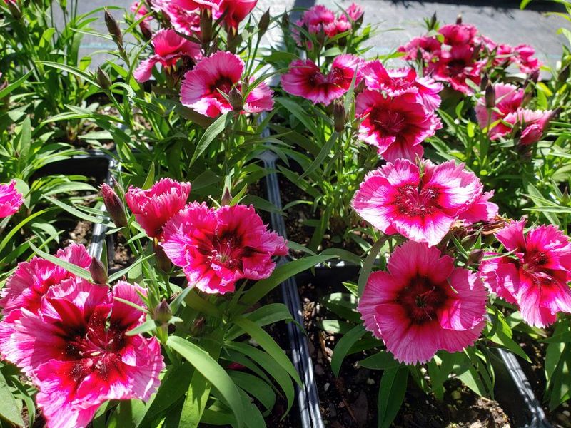 It Blooms In Fall And Again In Spring It Blooms In Fall And Again In Spring