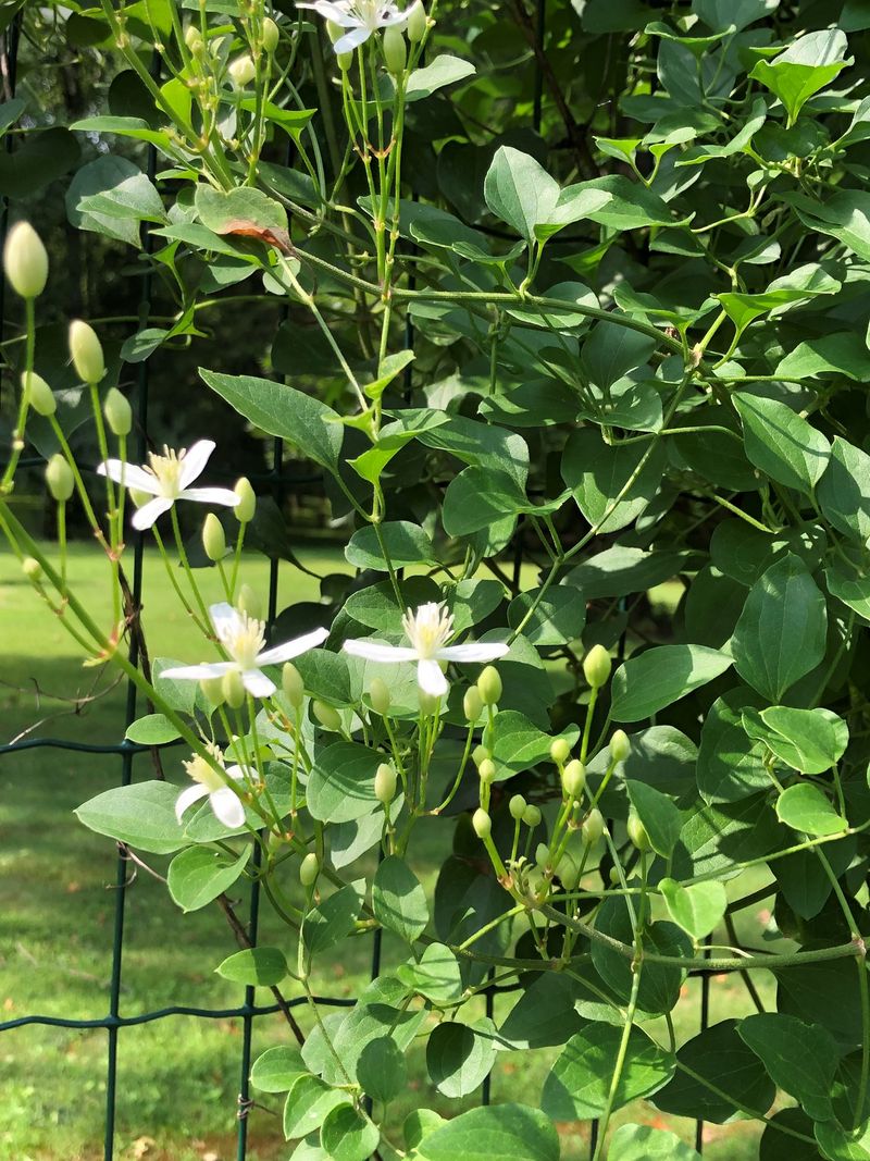 It Blooms On New Growth, So Prune Hard
