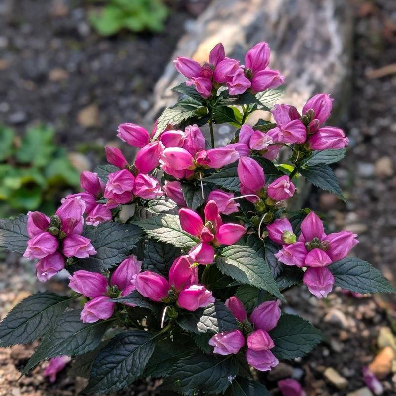It Blooms When Most Shade Plants Have Finished It Blooms When Most Shade Plants Have Finished