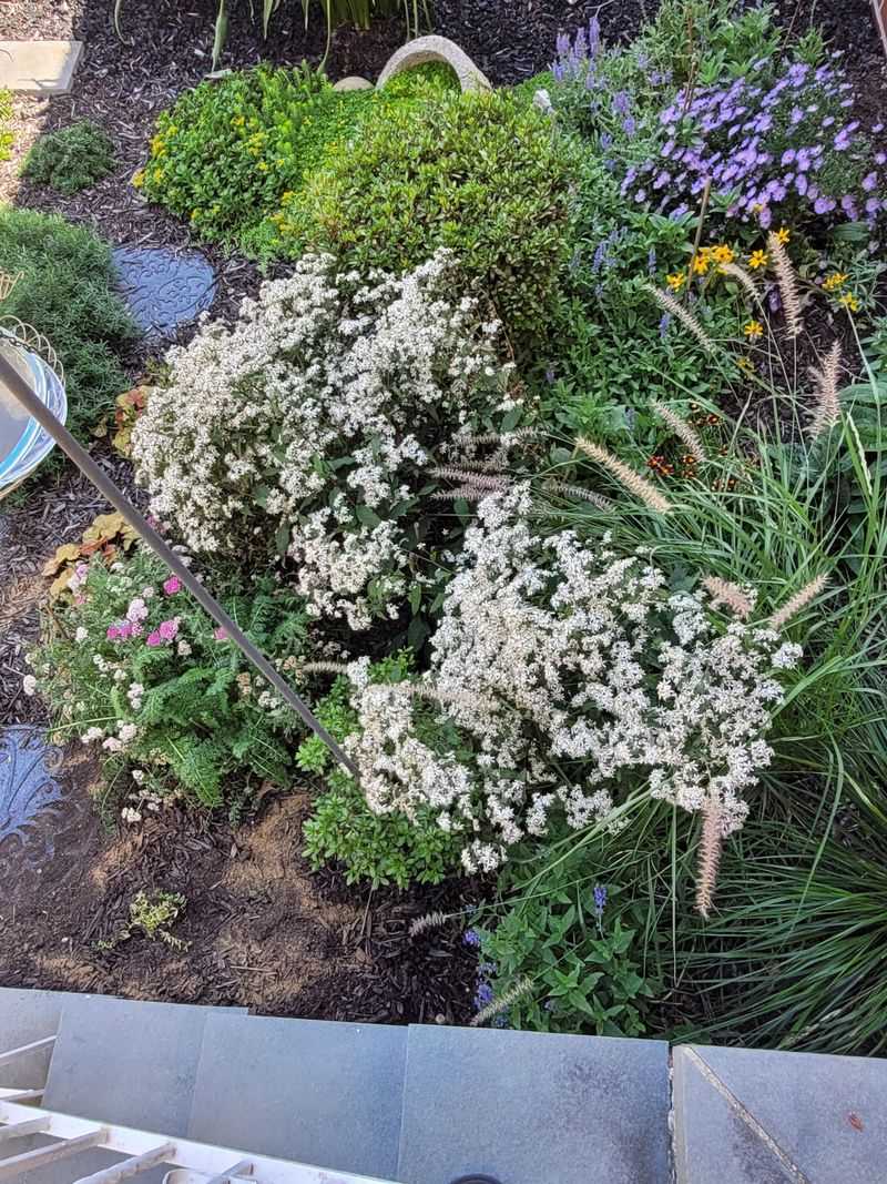 It Brightens Shade With Late Season Blooms