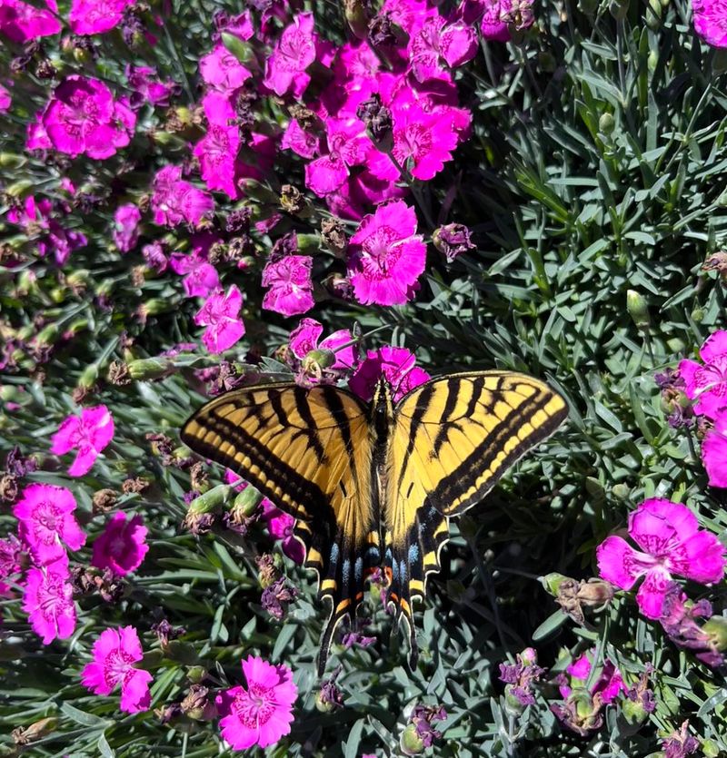 It Brings Butterflies And Other Pollinators It Brings Butterflies And Other Pollinators