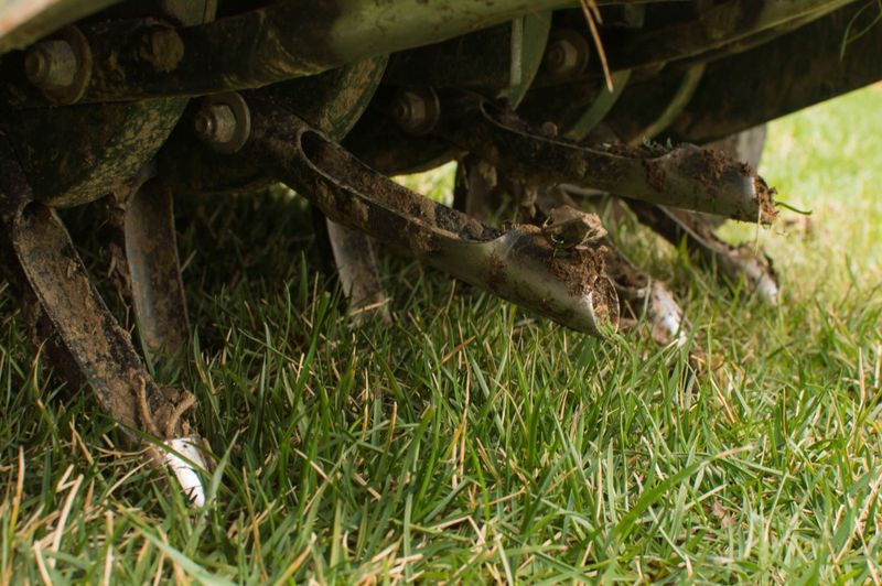 It Builds Less Thatch Than Bluegrass It Builds Less Thatch Than Bluegrass