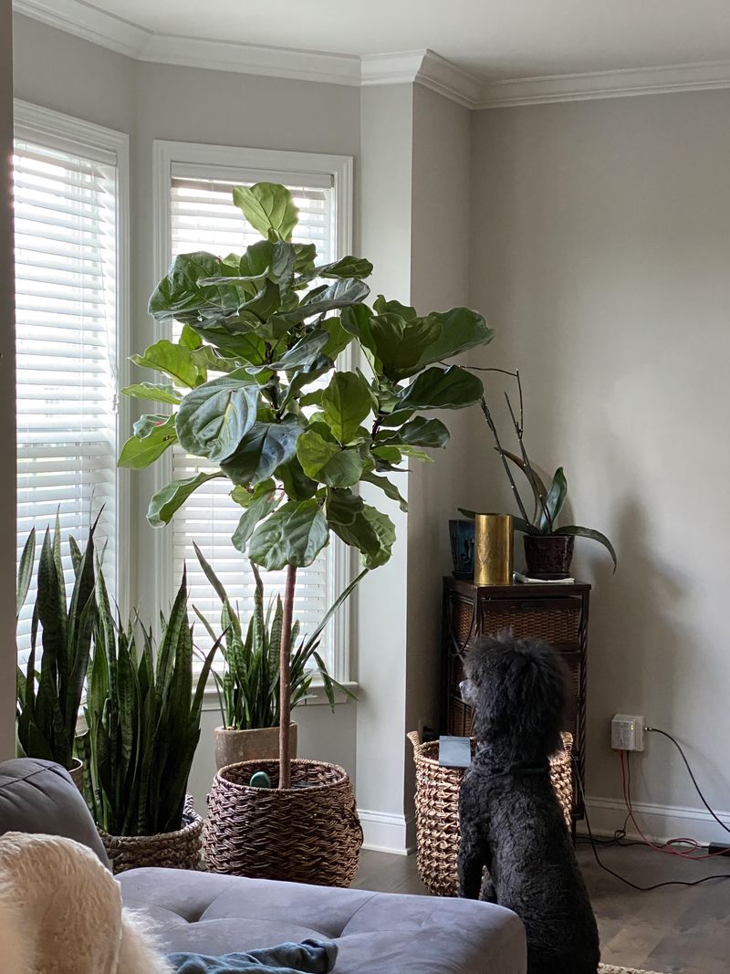 It Can Become A Tiny Indoor Tree It Can Become A Tiny Indoor Tree