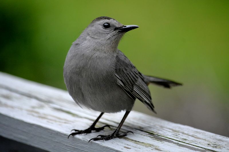 It Can Mimic Other Birds' Songs It Can Mimic Other Birds' Songs