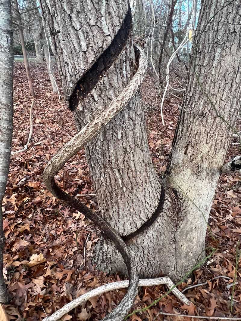 It Can Strangle And Topple Full-Grown Trees It Can Strangle And Topple Full-Grown Trees