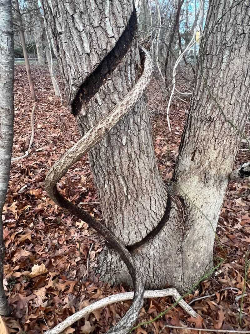 It Can Strangle And Topple Trees