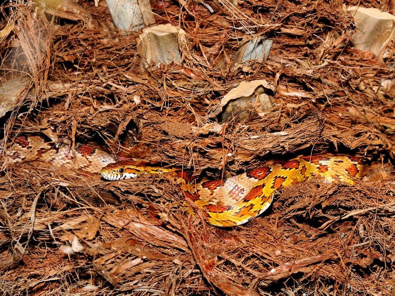 It Climbs Better Than Most Florida Snakes