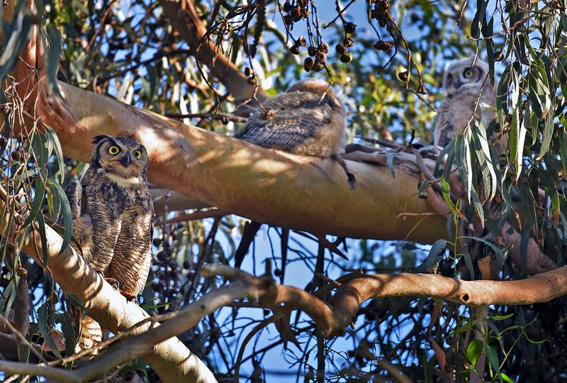 It Could Be Nesting Close By