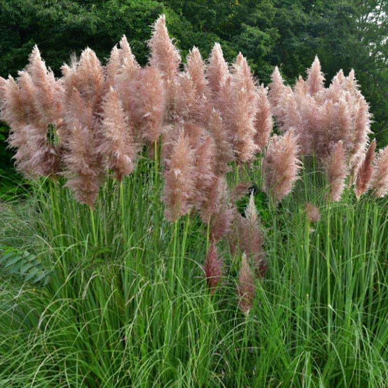 It Crowds Out Native Plants
