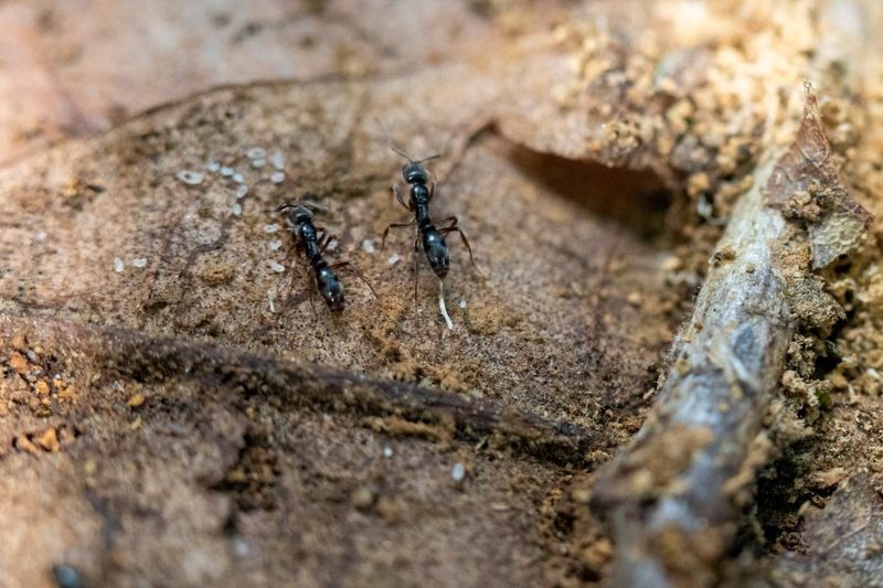 It Doesn't Build Big Mounds Like Fire Ants It Doesn't Build Big Mounds Like Fire Ants