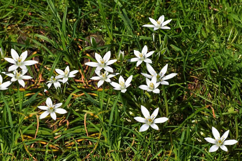 It Escapes Garden Beds And Moves Into Turf