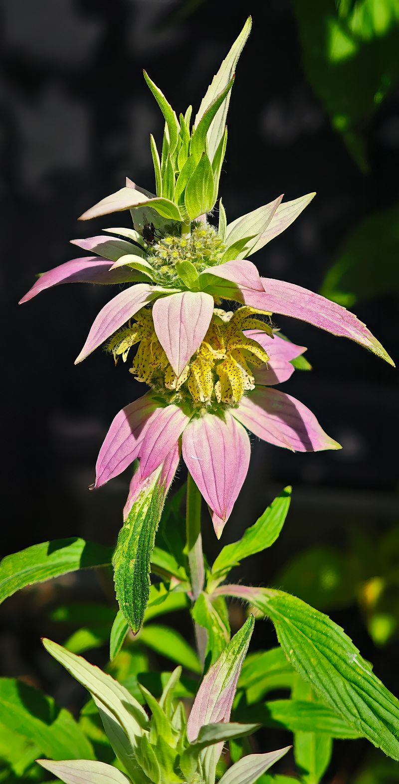 It Feeds Almost Only On Horsemint Flowers