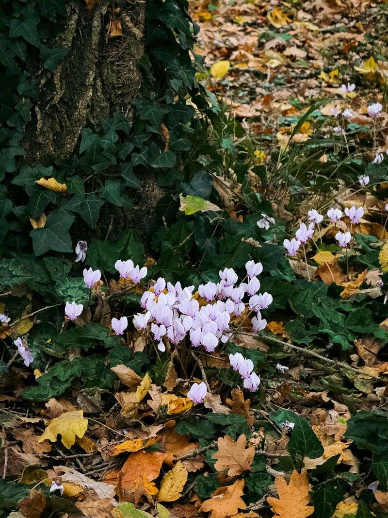 It Flowers In Fall When Most Shade Plants Are Finished It Flowers In Fall When Most Shade Plants Are Finished