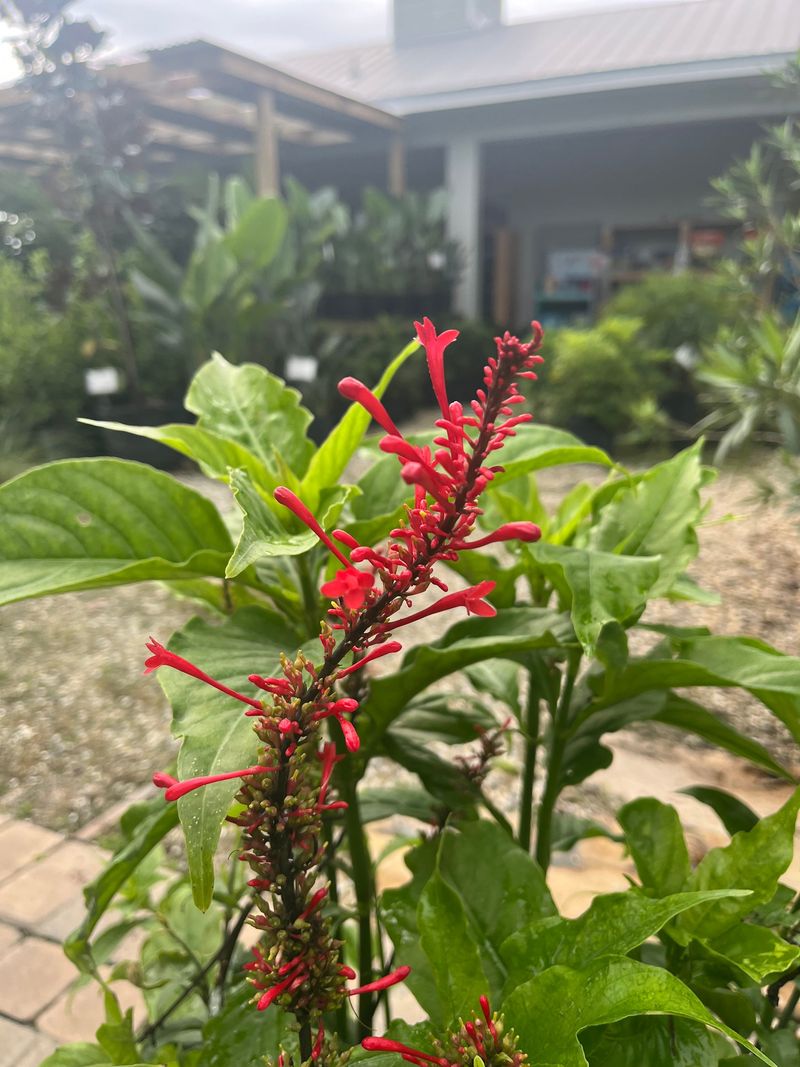 It Flowers Well In Partial Shade Where Many Bloomers Struggle It Flowers Well In Partial Shade Where Many Bloomers Struggle