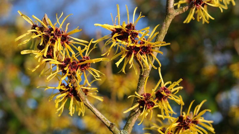 It Flowers Well In Sun Or Part Shade