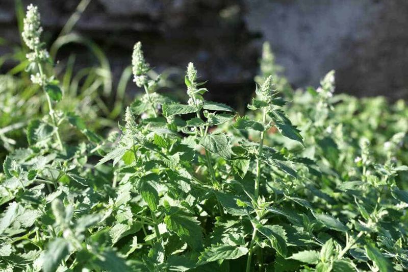 It Grows Easily In Sunny, Dry Spots