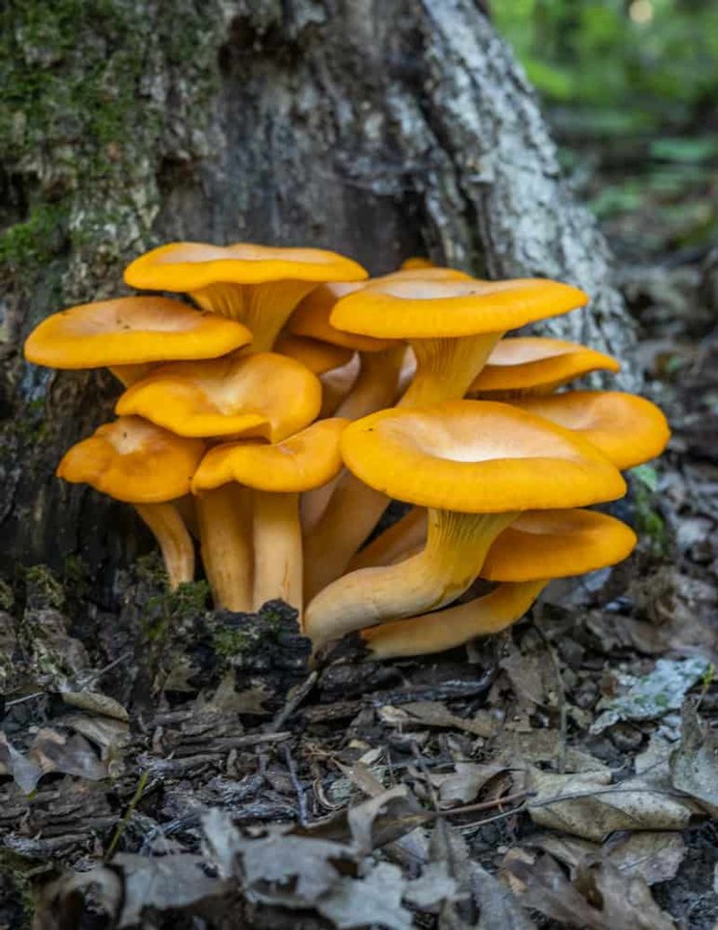 It Grows In Clusters On Oak Wood It Grows In Clusters On Oak Wood