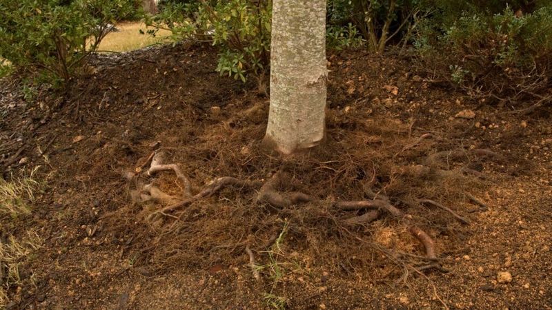 It Grows In Poor And Varied Soils