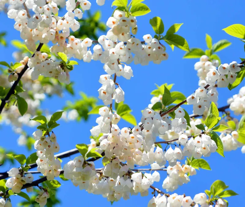 It Grows Naturally As An Understory Tree It Grows Naturally As An Understory Tree