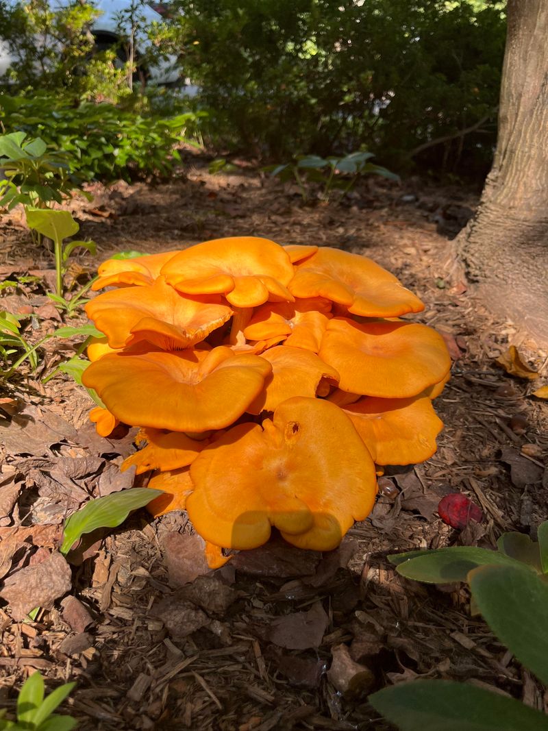 It Grows On Stumps And Buried Roots It Grows On Stumps And Buried Roots