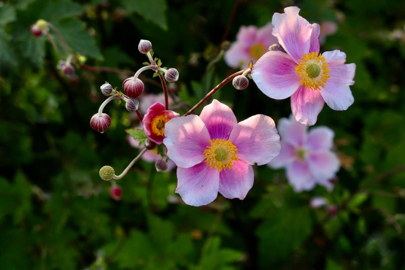 It Grows Well In Partial Shade