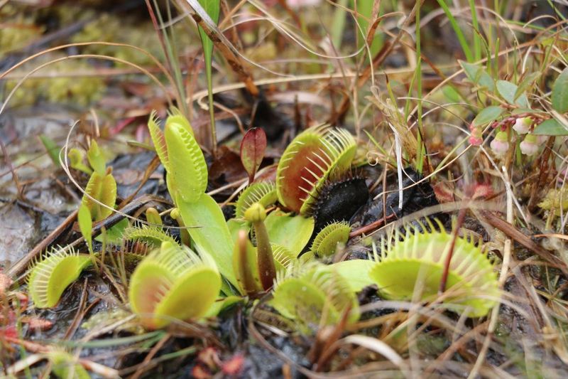 It Grows Wild Only Around Wilmington