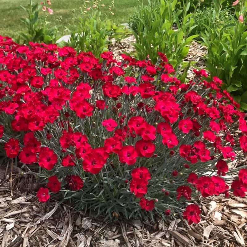 It Handles Cold Better Than Many Fall Annuals It Handles Cold Better Than Many Fall Annuals