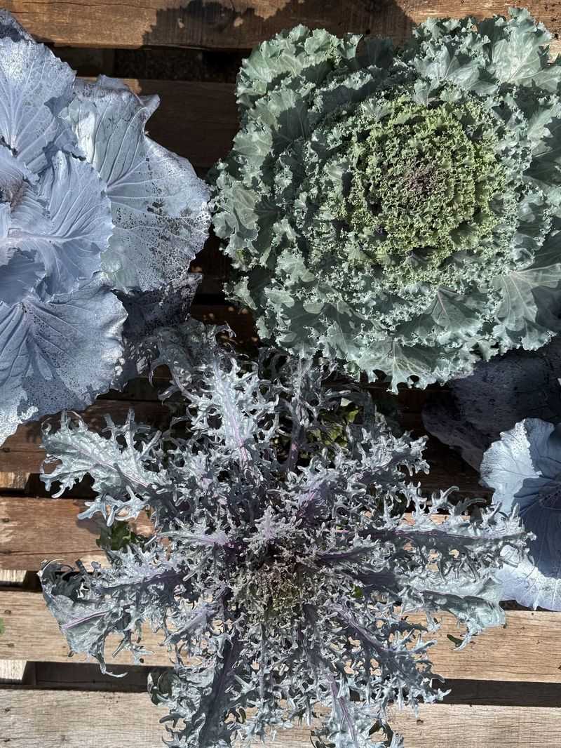 It Handles Frost Well