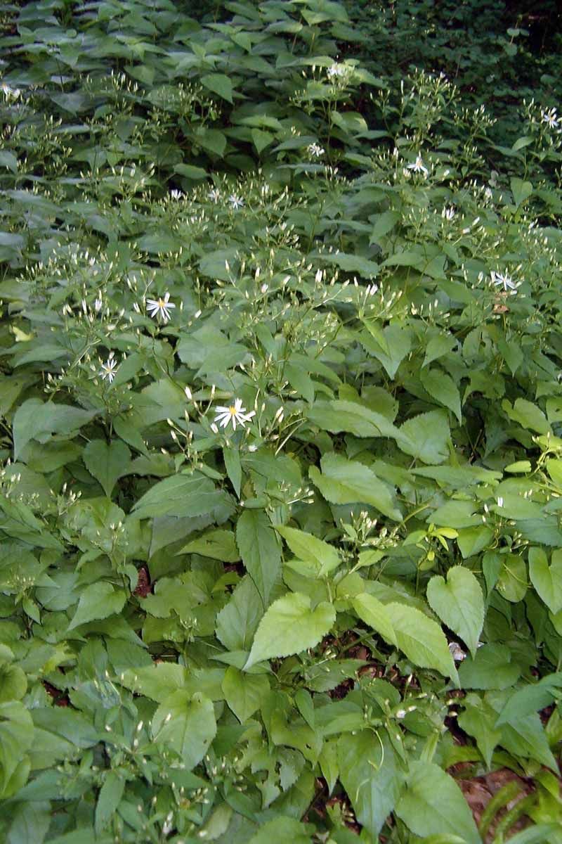 It Has Attractive Heart-Shaped Leaves