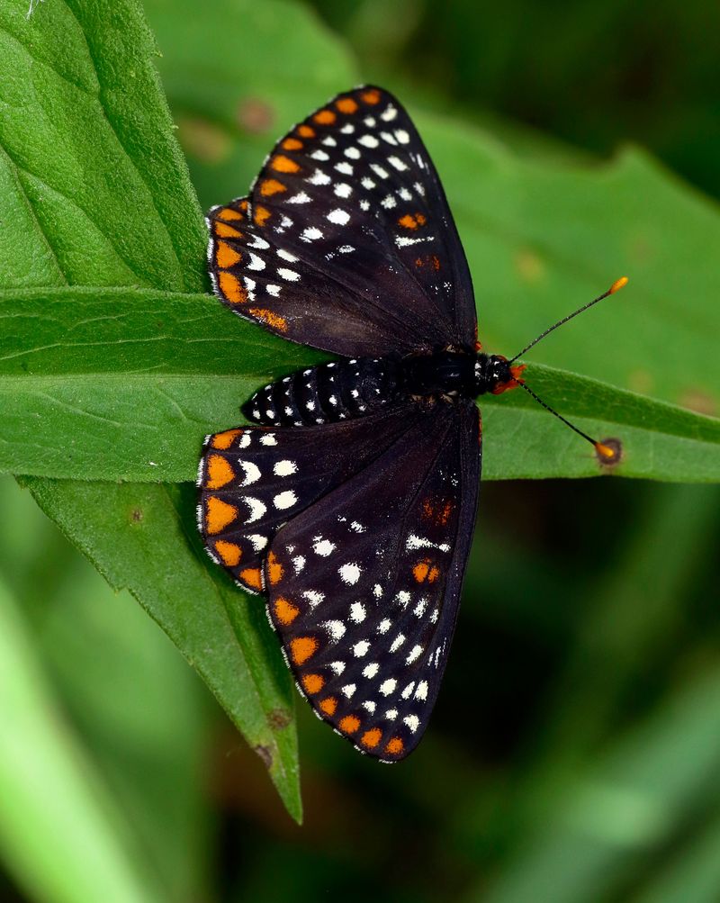 It Hosts The Baltimore Checkerspot Butterfly It Hosts The Baltimore Checkerspot Butterfly
