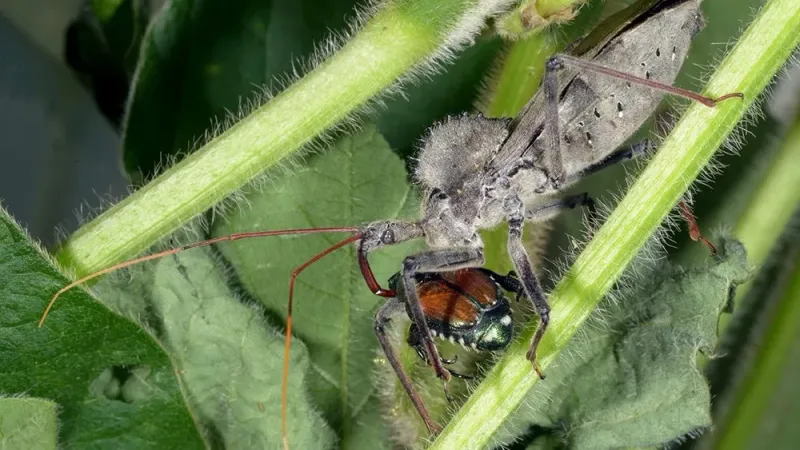 It Hunts Caterpillars, Beetles, And Stink Bugs It Hunts Caterpillars, Beetles, And Stink Bugs