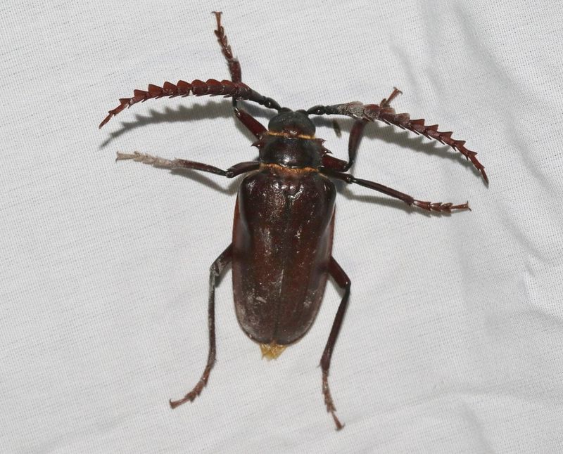 It Is A Native Beetle, Not An Invader It Is A Native Beetle, Not An Invader