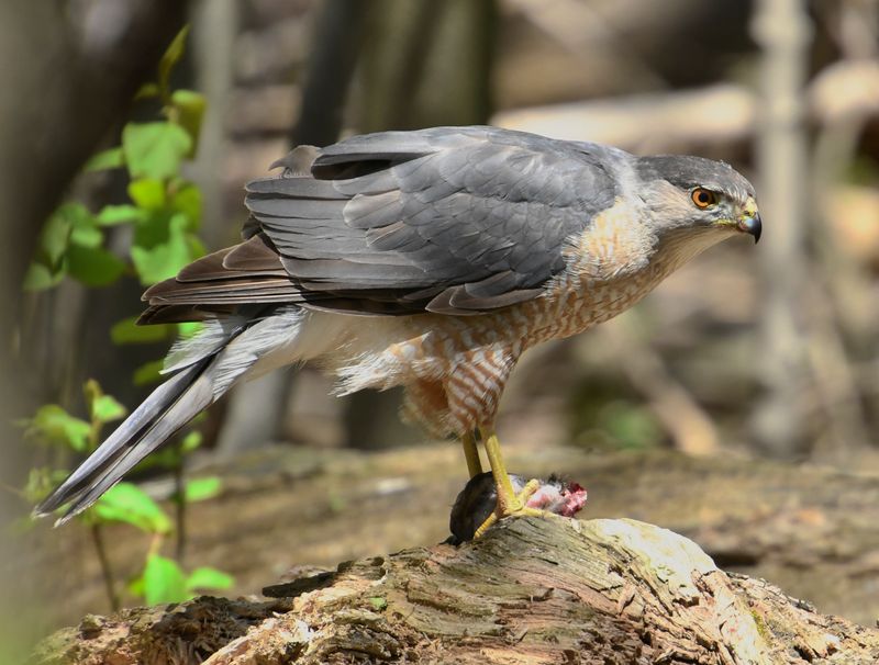It Is Hunting Birds, Not Seed It Is Hunting Birds, Not Seed