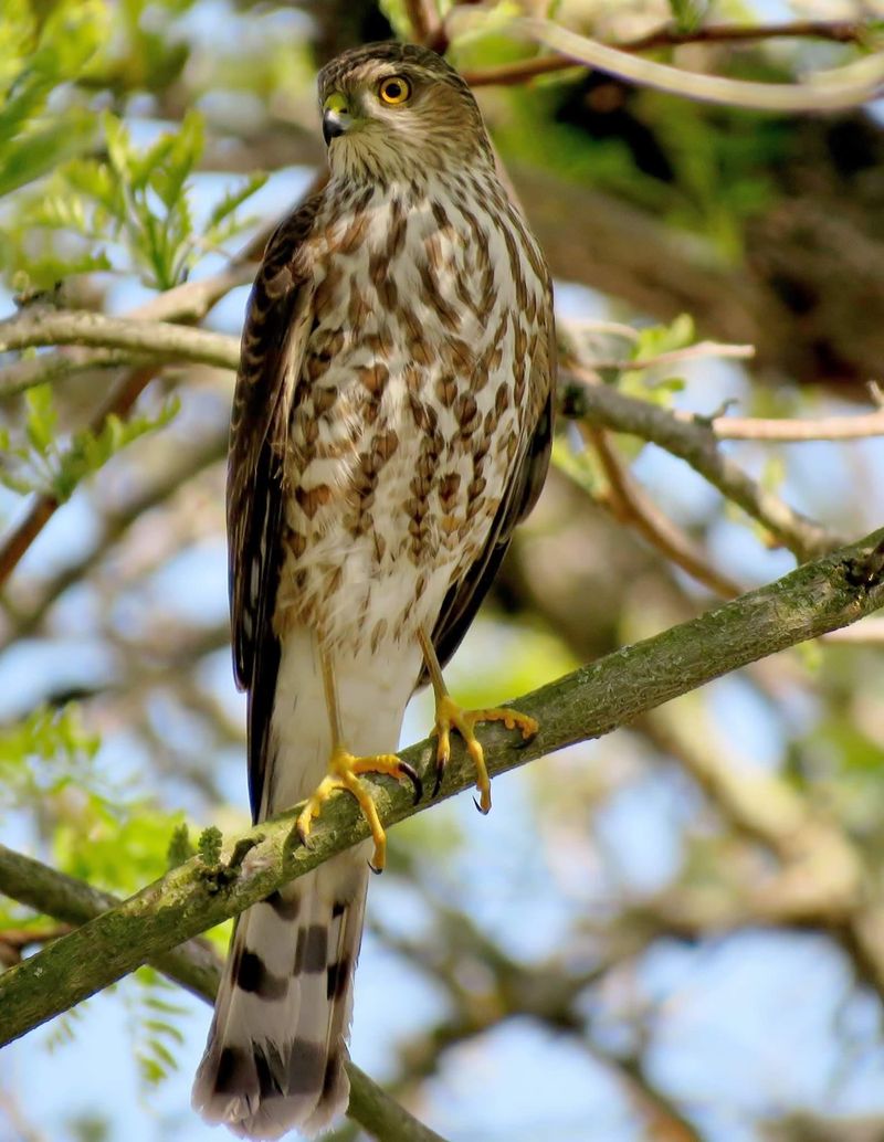 It Is Hunting Small Songbirds