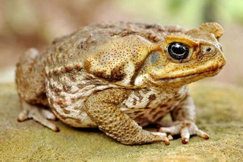 It Isn't Native To Florida