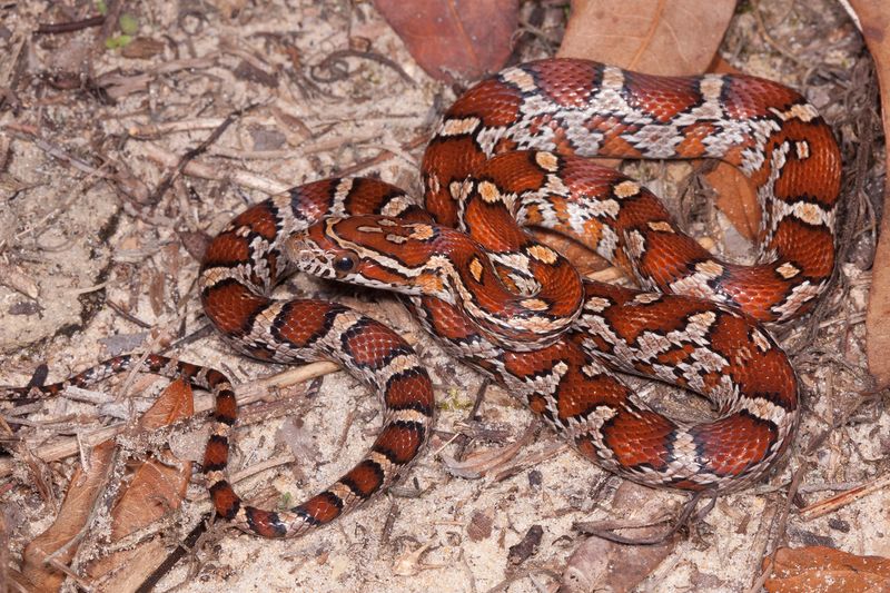 It Lives In Every County In Mainland Florida And The Keys