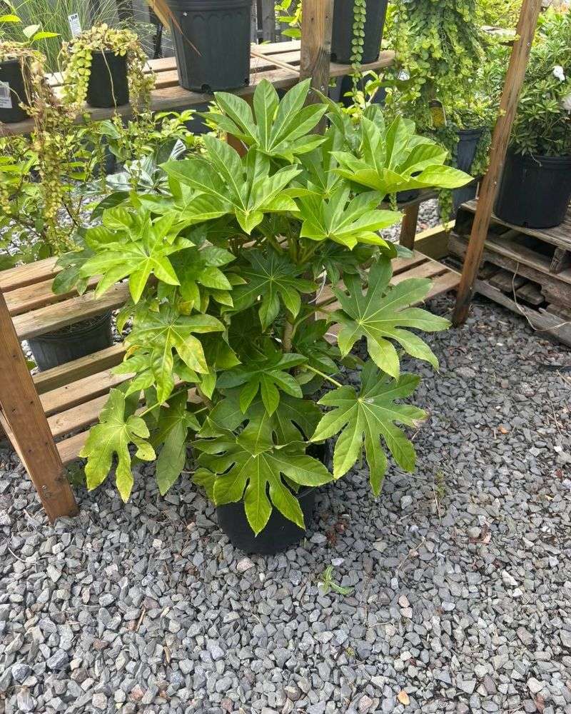 It Looks Like A Tropical Plant But Handles Cooler Winters It Looks Like A Tropical Plant But Handles Cooler Winters