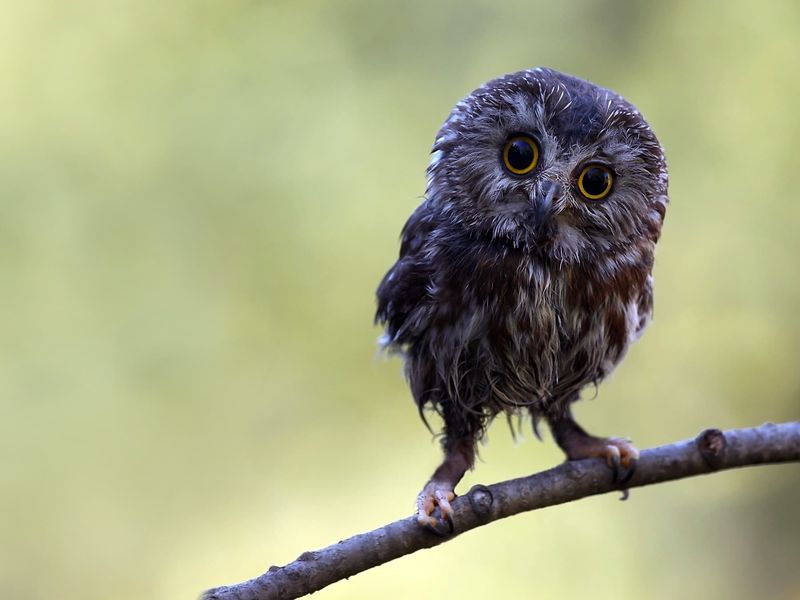 It May Be The State's Most Common Winter Owl