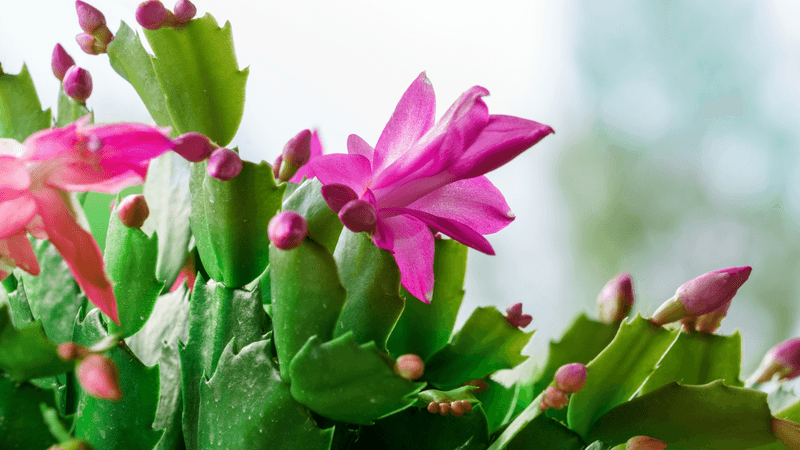 It Might Actually Be A Thanksgiving Cactus It Might Actually Be A Thanksgiving Cactus