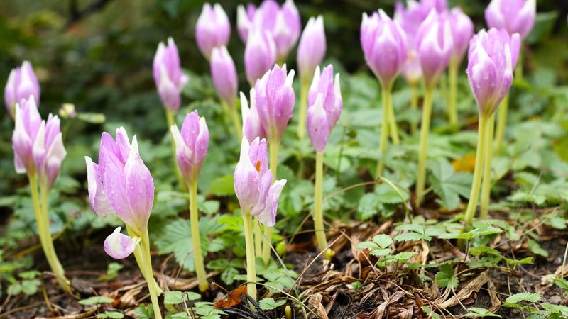 It Naturalizes And Returns Year After Year